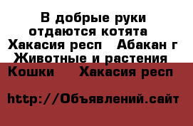 В добрые руки отдаются котята - Хакасия респ., Абакан г. Животные и растения » Кошки   . Хакасия респ.